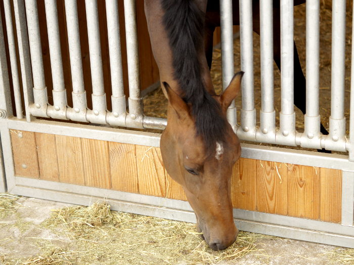 Pferd beim Fressen