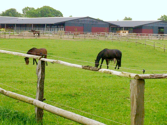 Pferde auf der Weide auf Winklers Hof
