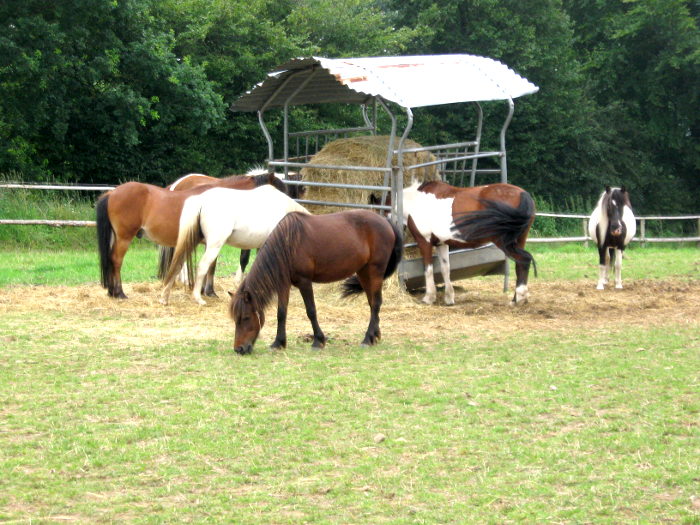 Erfahrene Ponys für den Reitunterricht